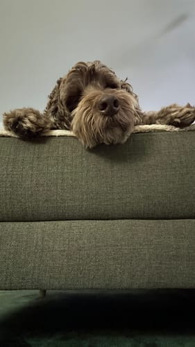 Customer photo review of Bugsy's Air-Dried Chicken