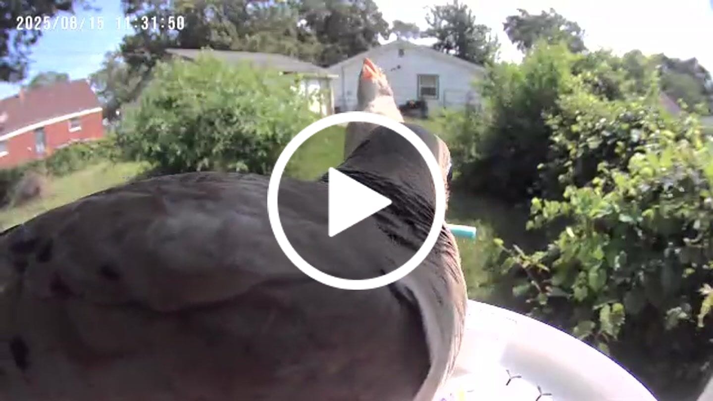 Customer video review of Birdfy Feeder - AI-Powered Smart Bird Feeder with Camera