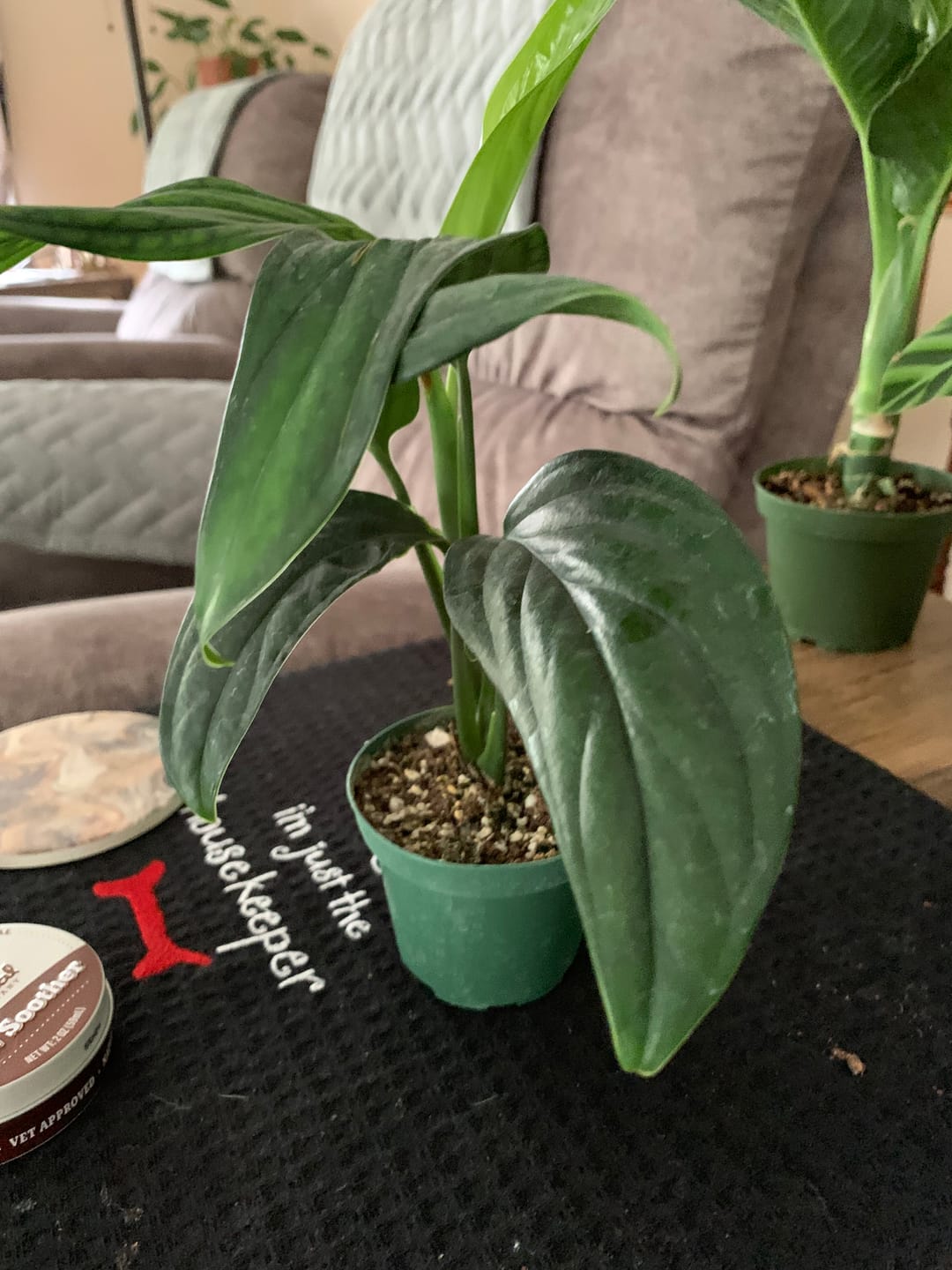 Customer photo review of Monstera aureopinnata