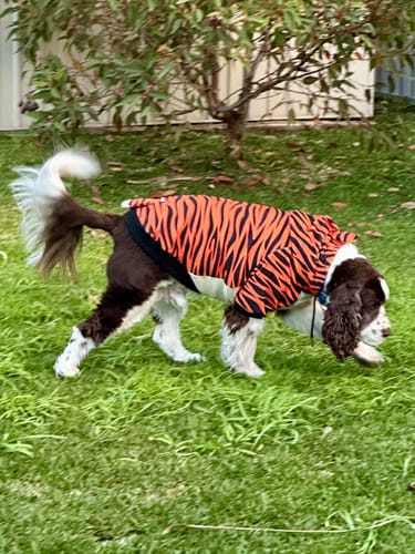 Customer photo review of Halloween Dog Hoodie - Tiger