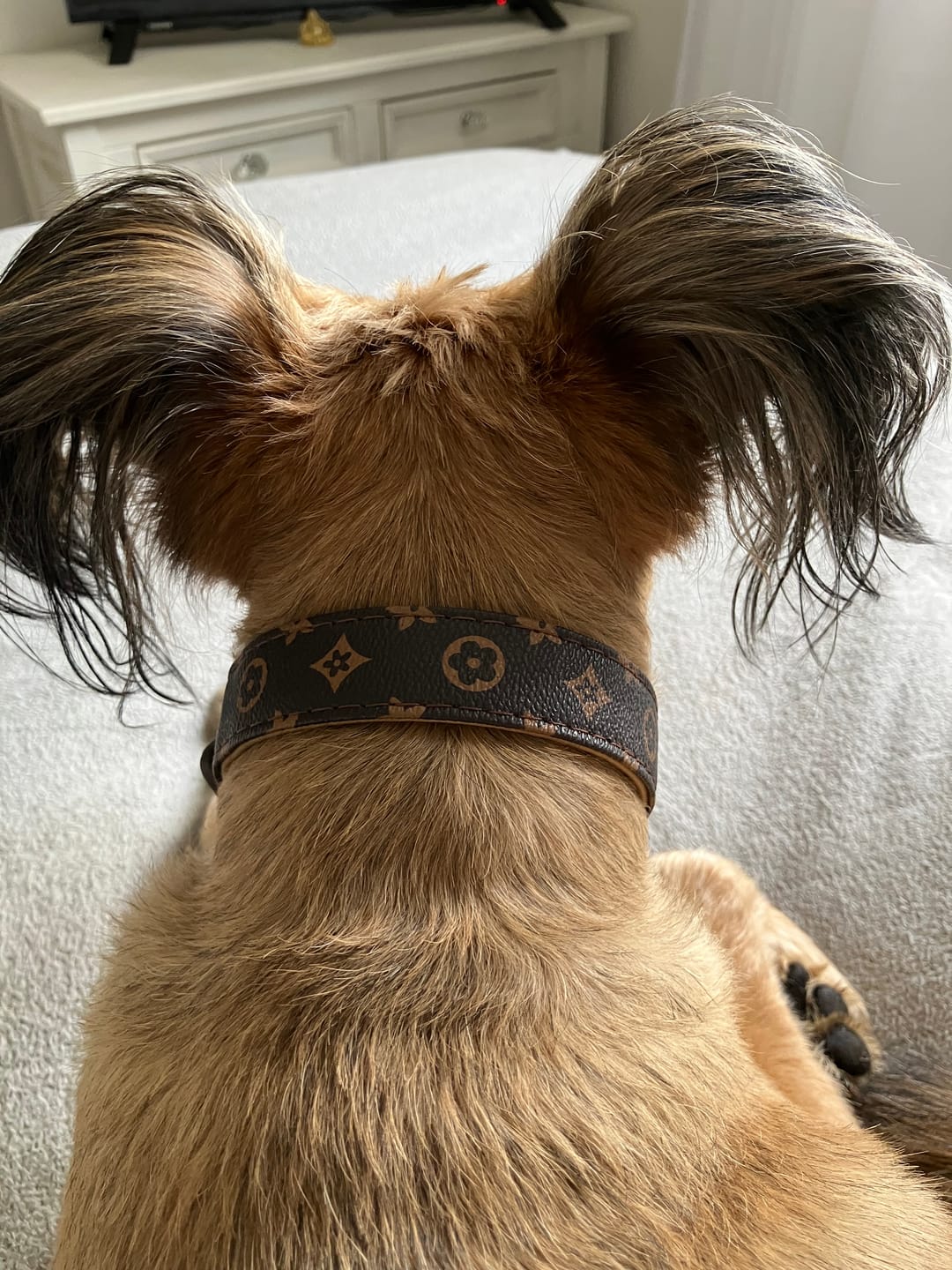 Customer photo review of Premium Vintage Leather Dog Collar