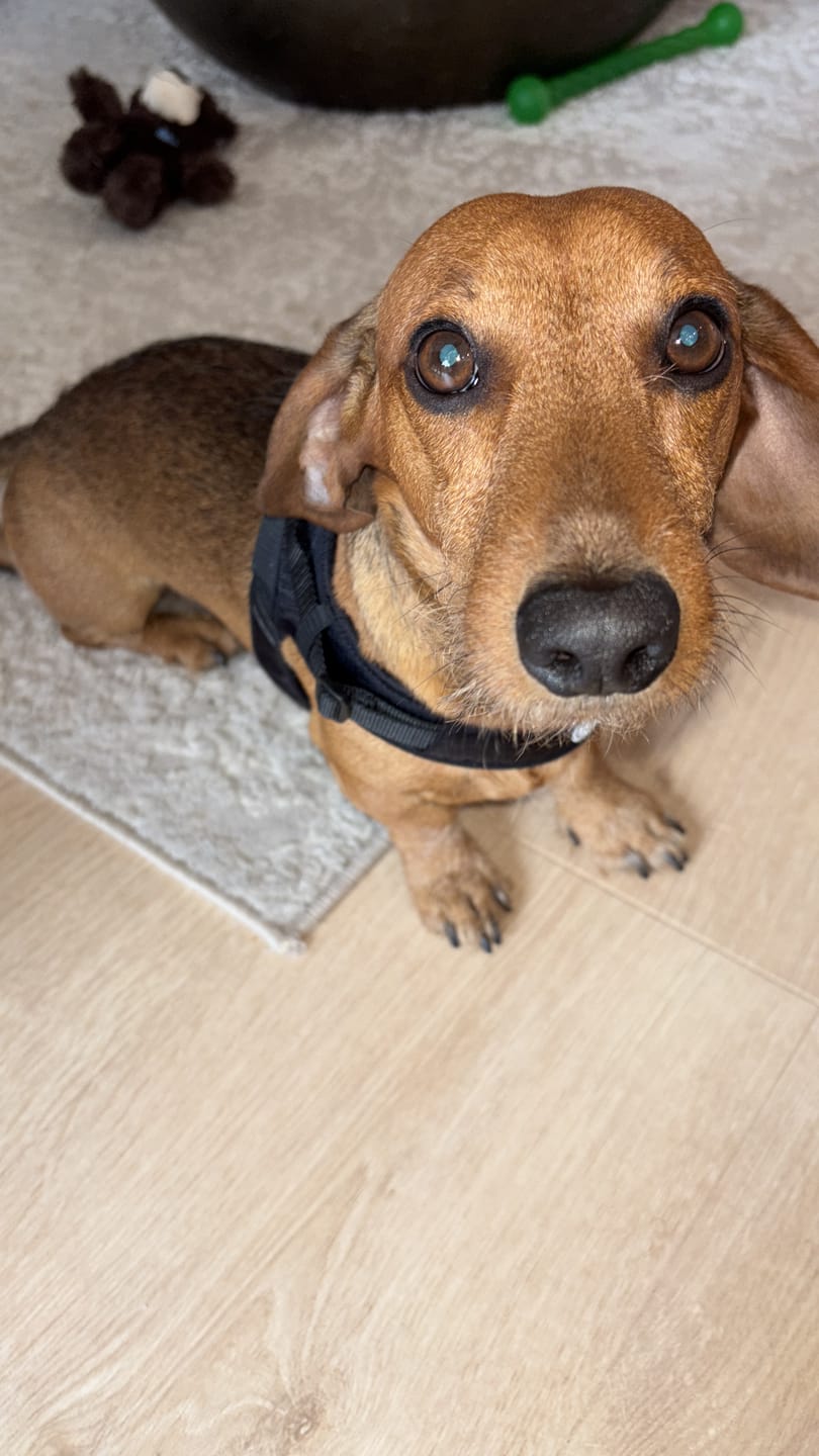Customer photo review of Boomerang Harness - XS-M Breeds - Black