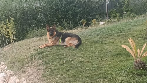 Customer photo review of Grain Free Giant Puppy