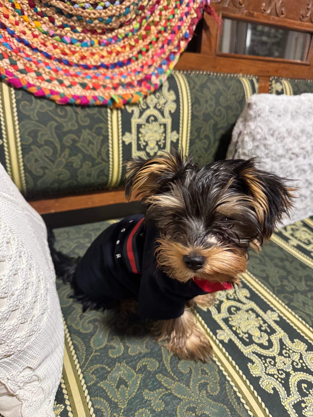 Customer photo review of Tommy Hilfiger Dog Classic Logo Print Tee