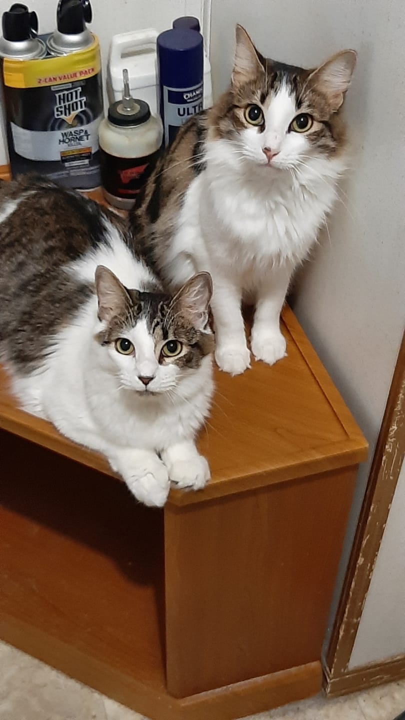 Customer photo review of Cat Dental Care & Bad Breath Remedy