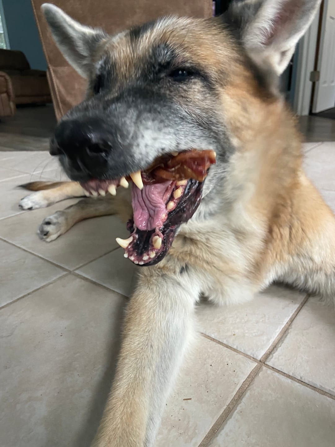 Customer photo review of 6 Inch Standard Braided Bully Stick