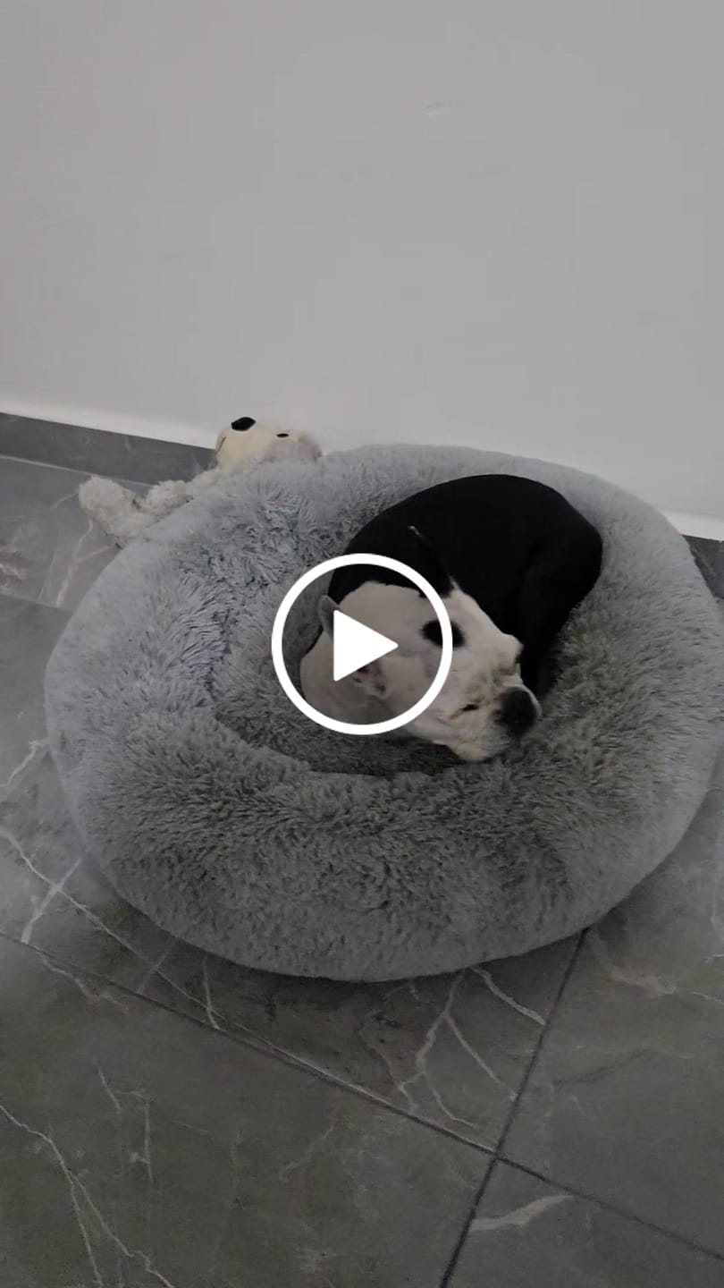 Customer video review of Funda Original para Cama Antiestrés para Perros