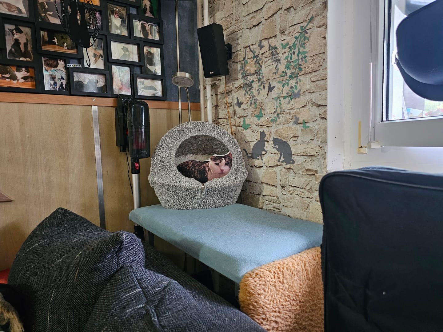 Customer photo review of Personalisiertes Katzenkissen