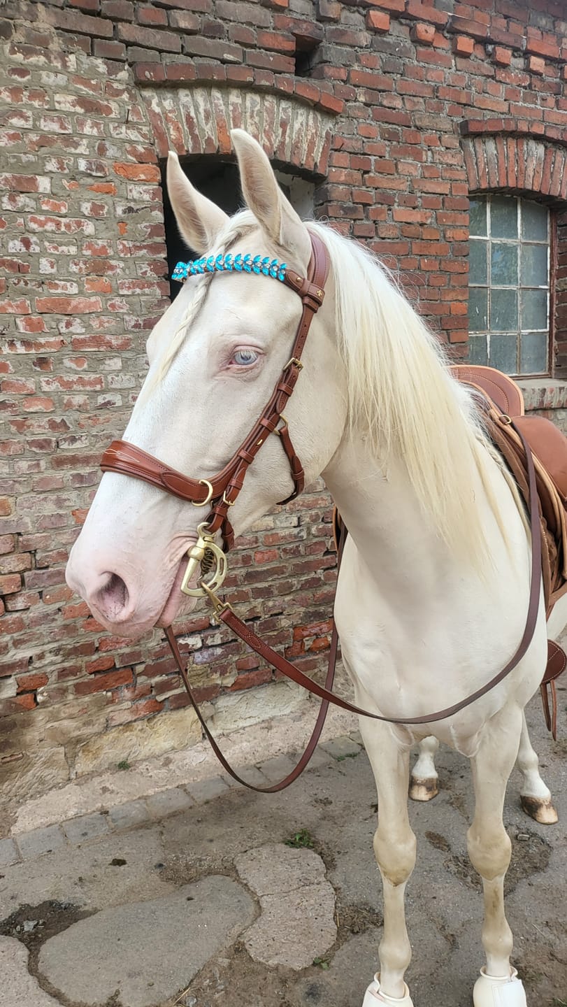 Customer photo review of Iris browband