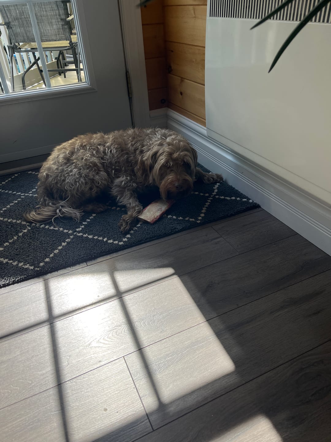 Customer photo review of K9 Choice - Os pour chien congelé - 3lb