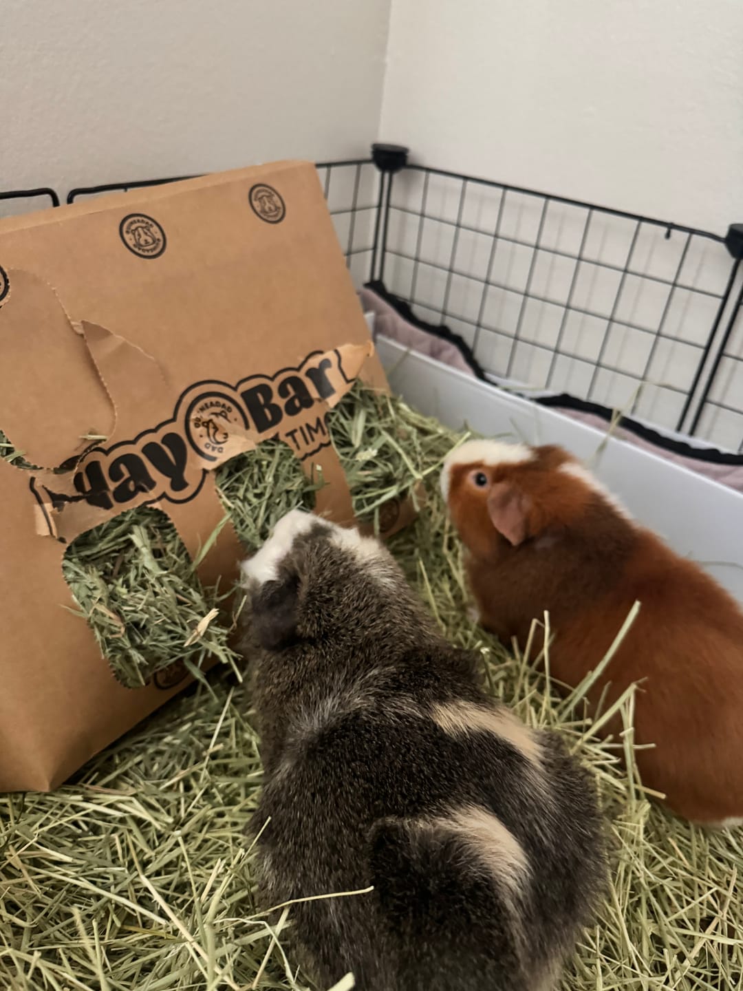 Customer photo review of GuineaDad Timothy Hay Bar for Guinea Pigs (5 Pack)