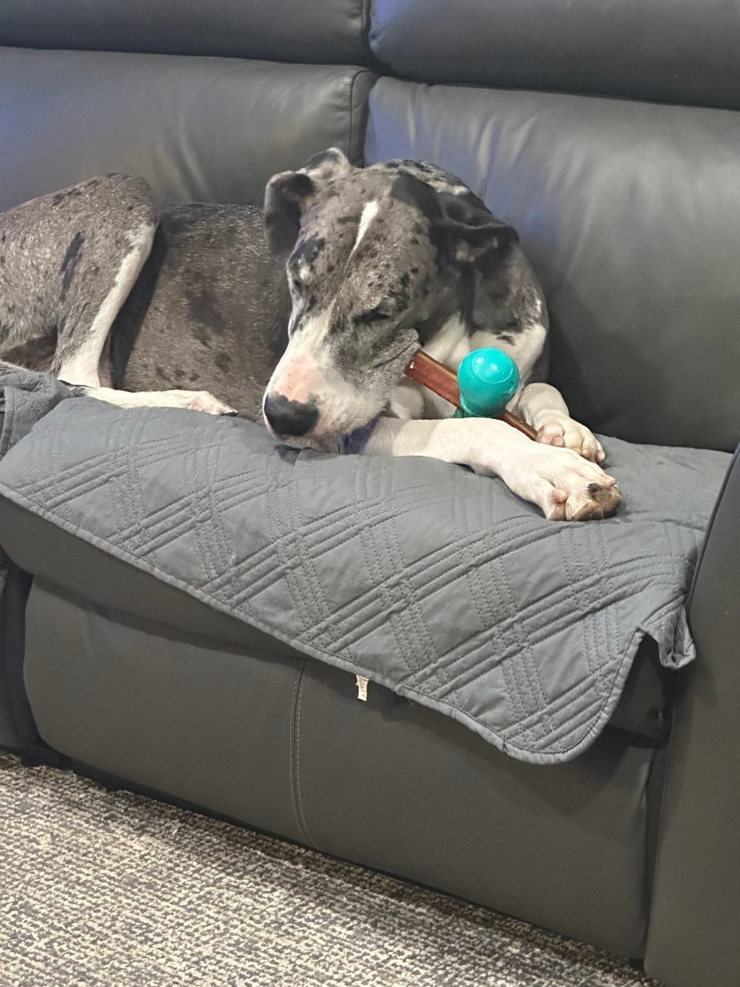 Customer photo review of 12 Inch Extra Thick Bully Sticks