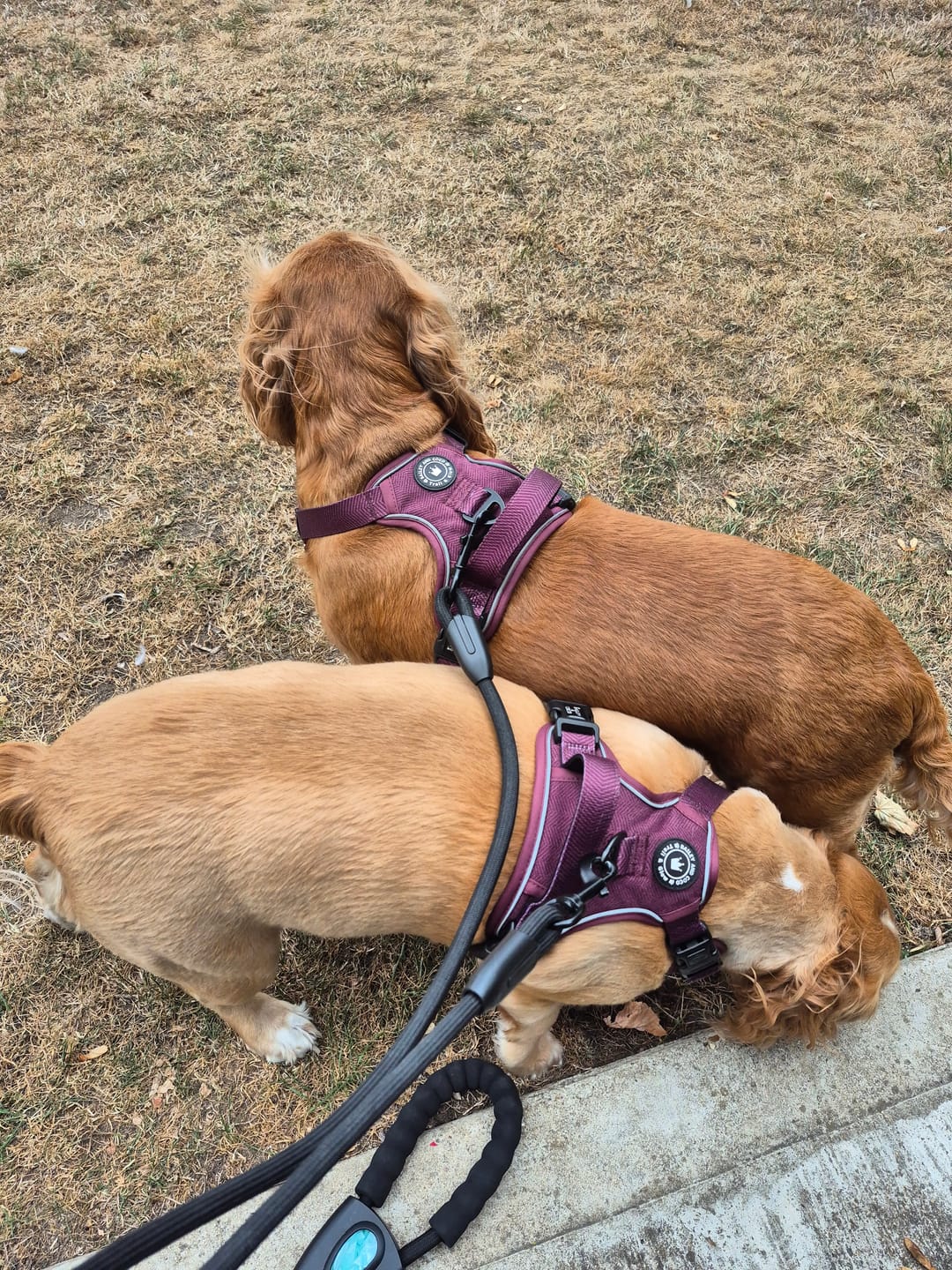 Customer photo review of Trail & Glow® Dog Harness - Mulberry Tweed