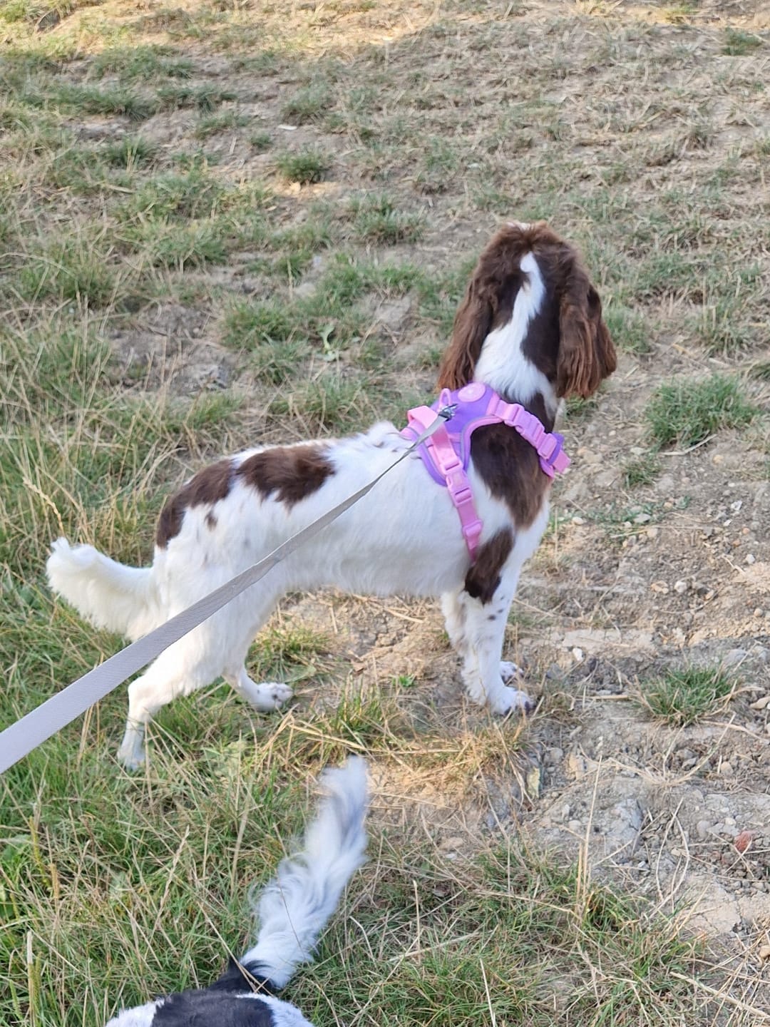 Customer photo review of Trail & Glow Dog Harness - COLOUR DROPS® - Love that for you
