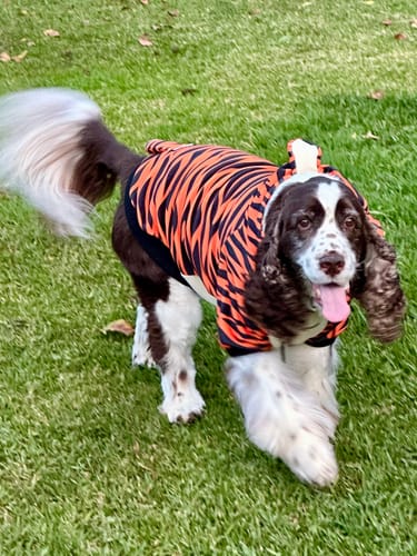 Customer photo review of Halloween Dog Hoodie - Tiger