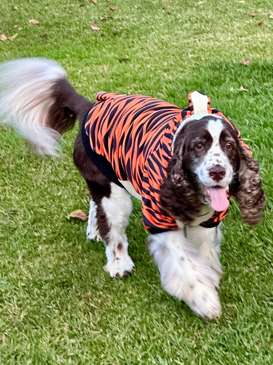 Customer photo review of Halloween Dog Hoodie - Tiger