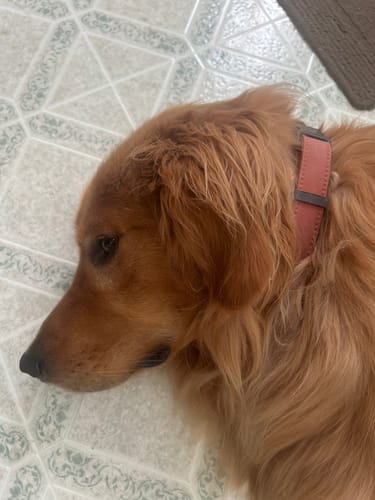 Customer photo review of OOPSIE Collars