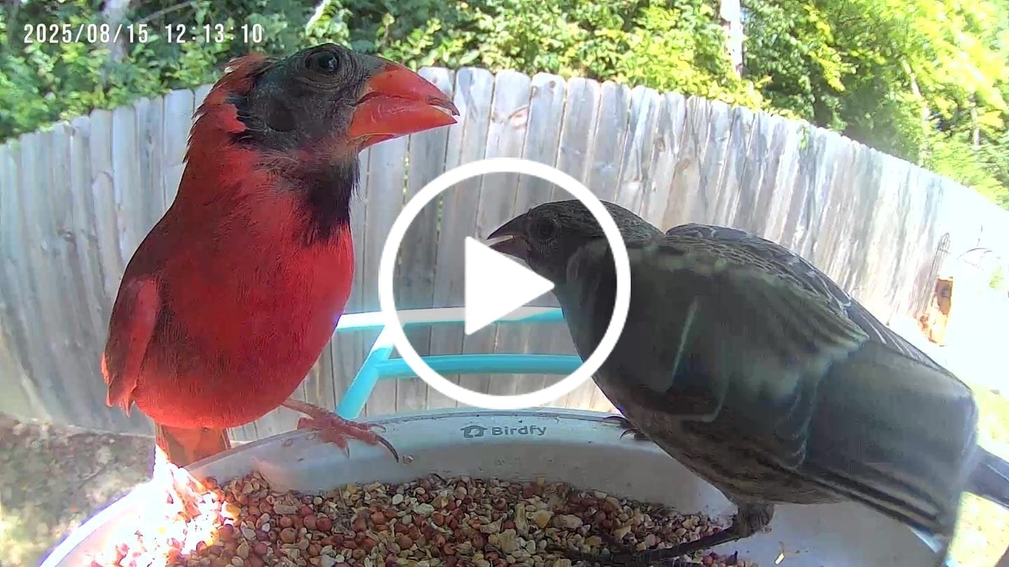 Customer video review of Birdfy Feeder - AI-Powered Smart Bird Feeder with Camera