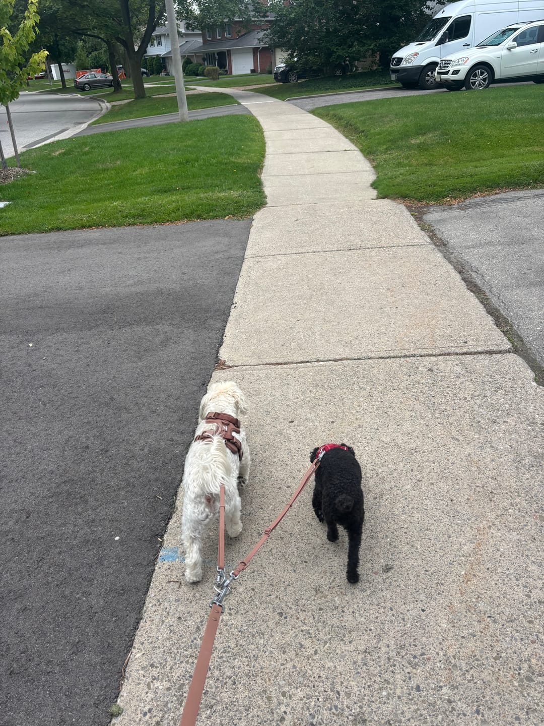 Customer photo review of Solace 6-IN-1 Hands Free Waterproof Leash