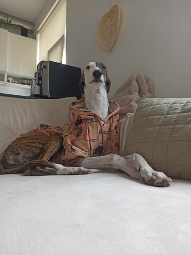 Customer photo review of Canada Dog Hoodie