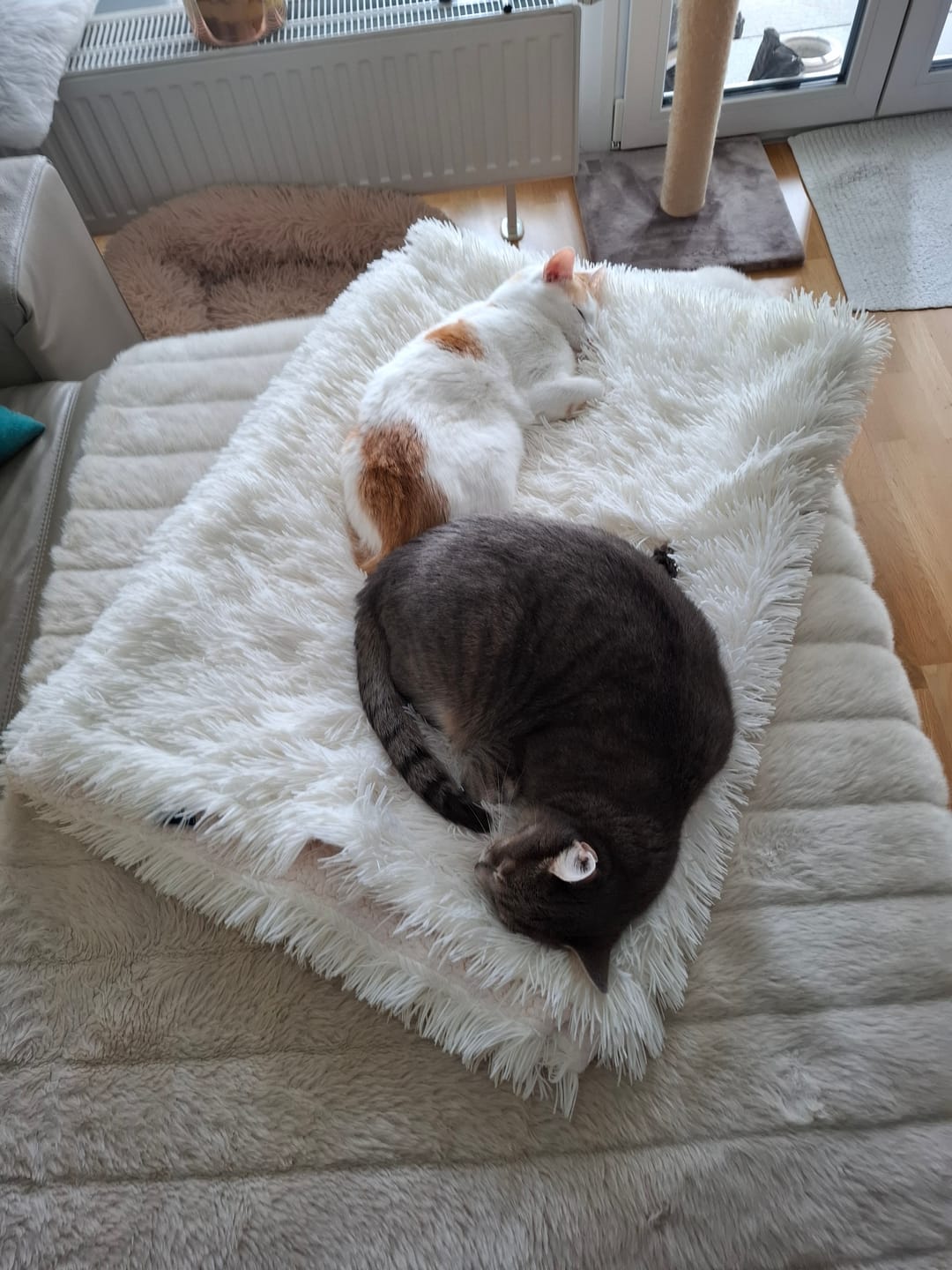 Customer photo review of Nieren Vitalsuppe für Katzen
