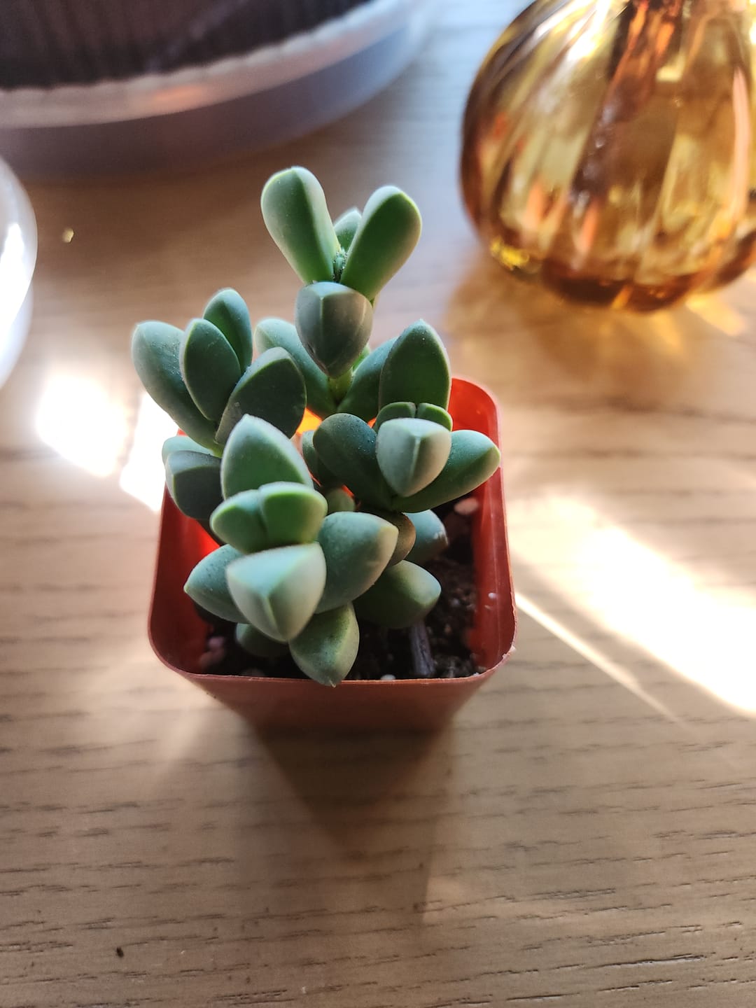 Customer photo review of Corpuscularia lehmannii - Ice Plant