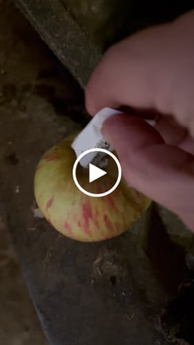 Customer video review of Strotonin Horse Support