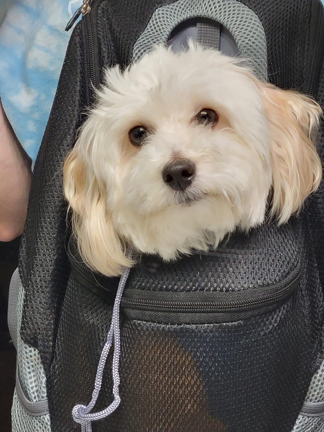 Customer photo review of The Voyager - Dog/Cat Backpack Carrier - For Small/Medium Pets