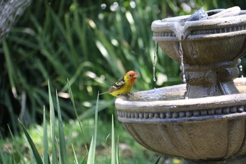 Customer photo review of Fountain Pump with Black Connector