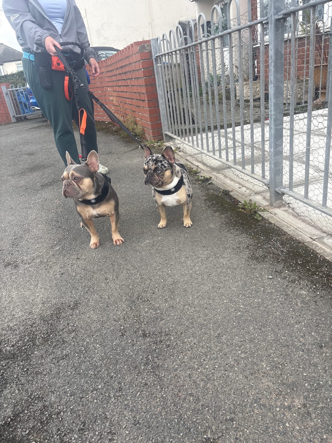 Customer photo review of Boomerang Harness - XS-M Breeds - Black