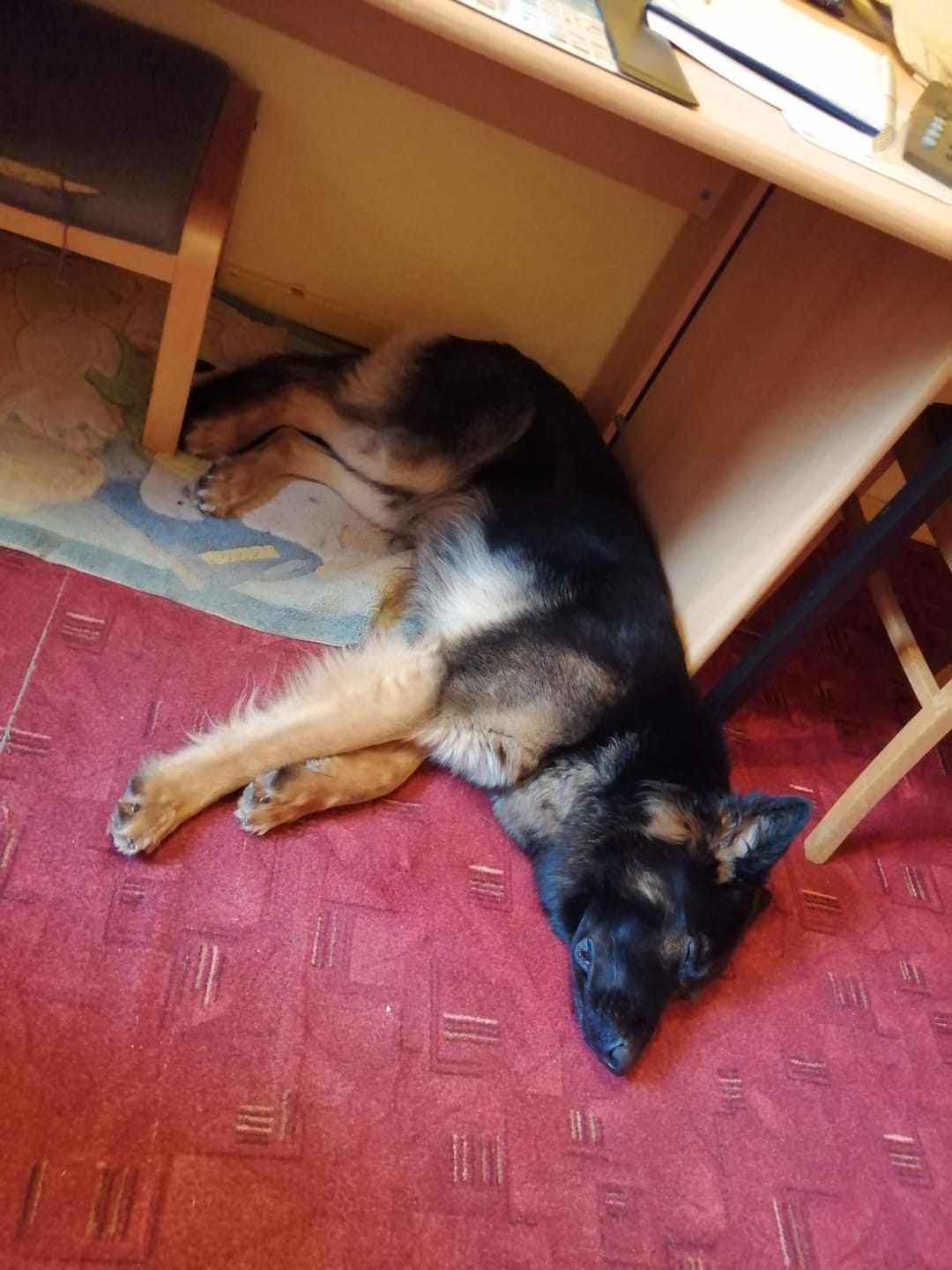 Customer photo review of Wohlfühltabs für Hunde bei Stress, Angst, Unruhe und Hyperaktivität
