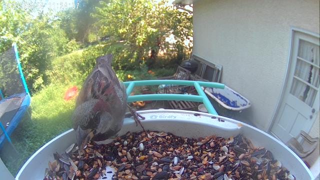 Customer photo review of Birdfy Feeder - AI-Powered Smart Bird Feeder with Camera