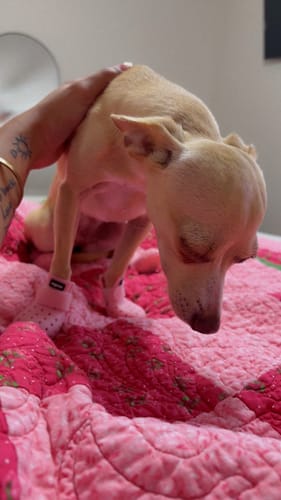 Customer photo review of WagWellies® Mojave