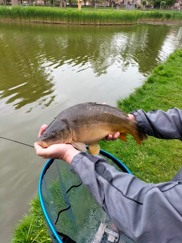 Customer photo review of CARPSHOP24 BLACK T-SHIRT