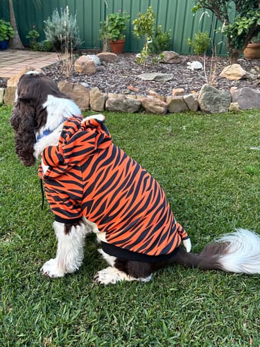 Customer photo review of Halloween Dog Hoodie - Tiger