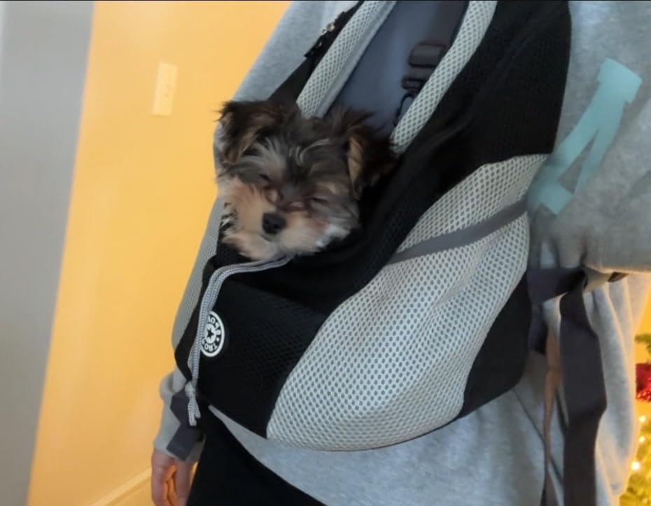 Customer photo review of The Voyager - Dog/Cat Backpack Carrier - For Small/Medium Pets