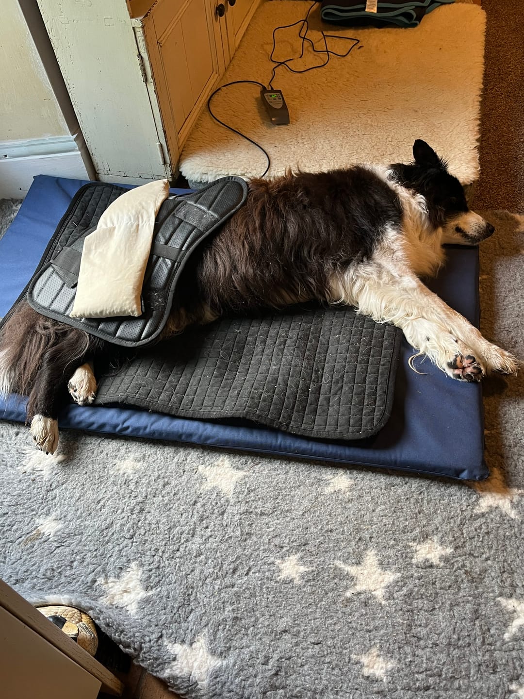 Customer photo review of OMI™ PEMF Front Leg Wrap for Horses
