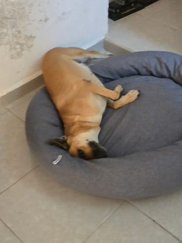 Customer photo review of Cama Antiestrés para Perros Lino