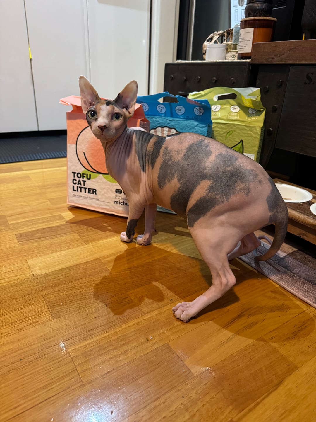 Customer photo review of Michu Tofu Cat Litter Gen3 6L- Dust-Free and Natural Clumping Tofu-Based Formula for Easy Cleanup