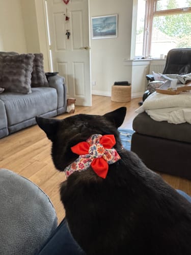 Customer photo review of Dog Collar