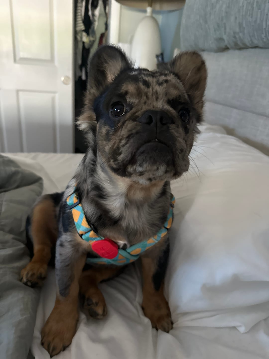Customer photo review of Colorful PRO Protective Trachea Dog X Harness – Single or Set with 3-Way Shock-Absorbing Leash
