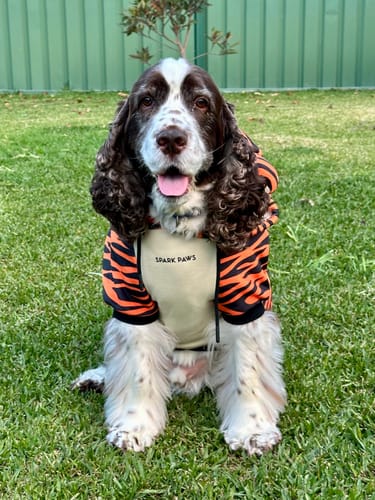 Customer photo review of Halloween Dog Hoodie - Tiger