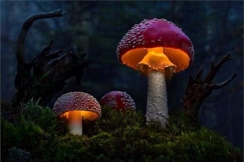 Customer photo review of So Psilo Mushroom Gummies