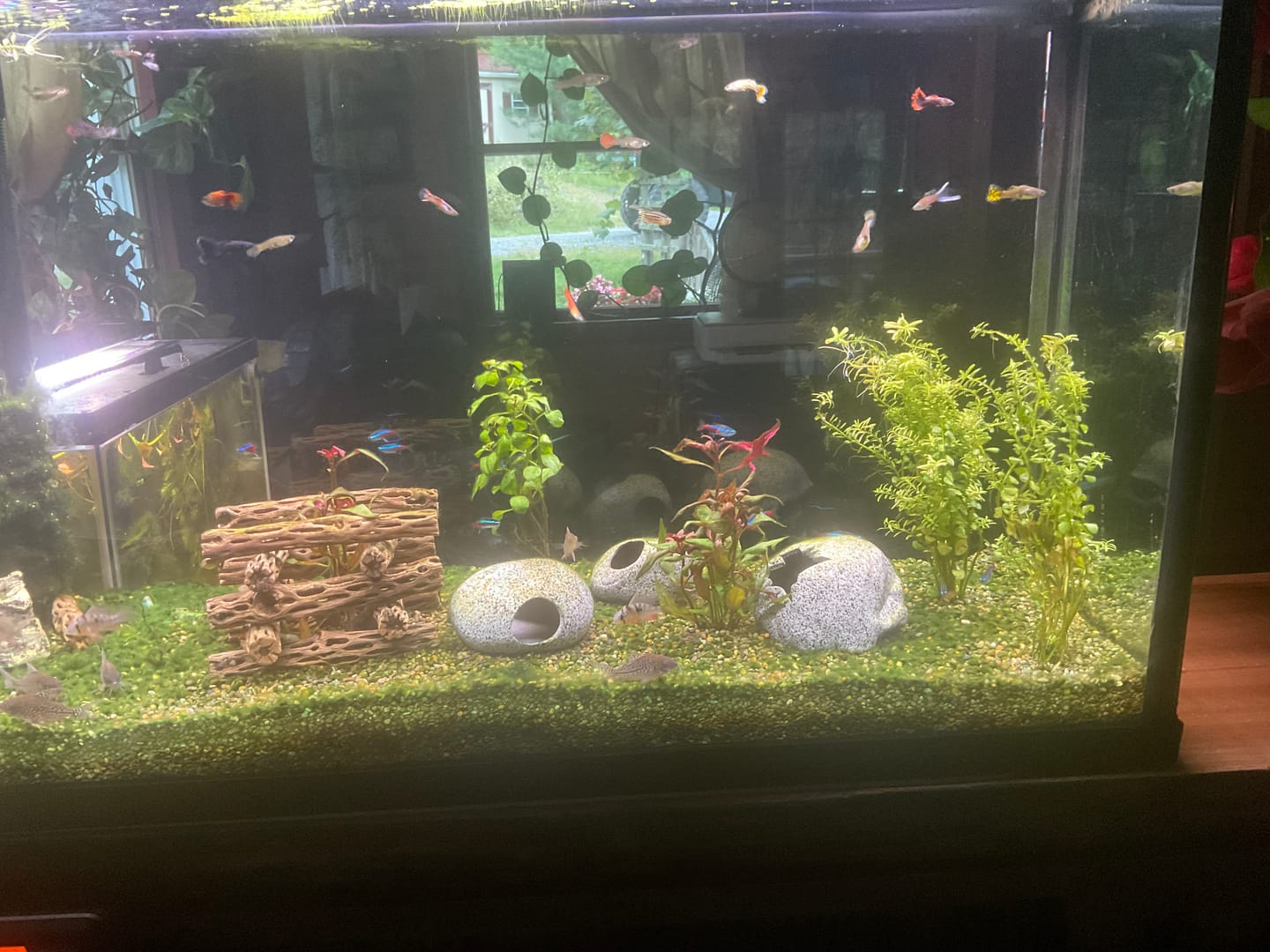 Customer photo review of Rotala Rotundifolia