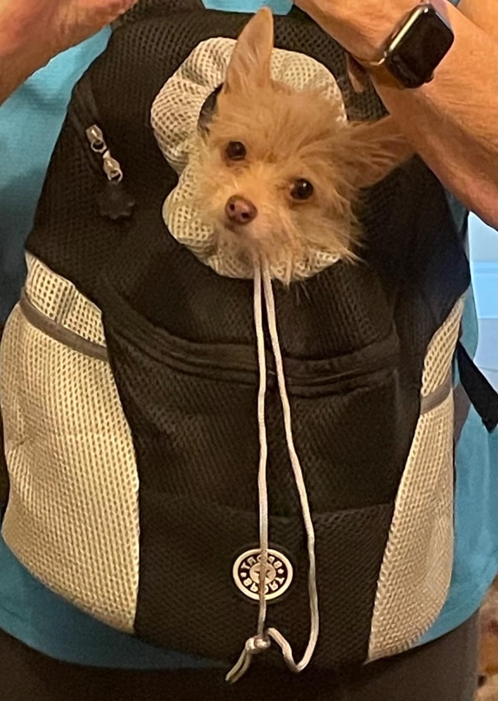 Customer photo review of The Voyager - Dog/Cat Backpack Carrier - For Small/Medium Pets