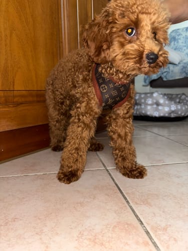Customer photo review of Pettorina e guinzaglio Louis Pawtton