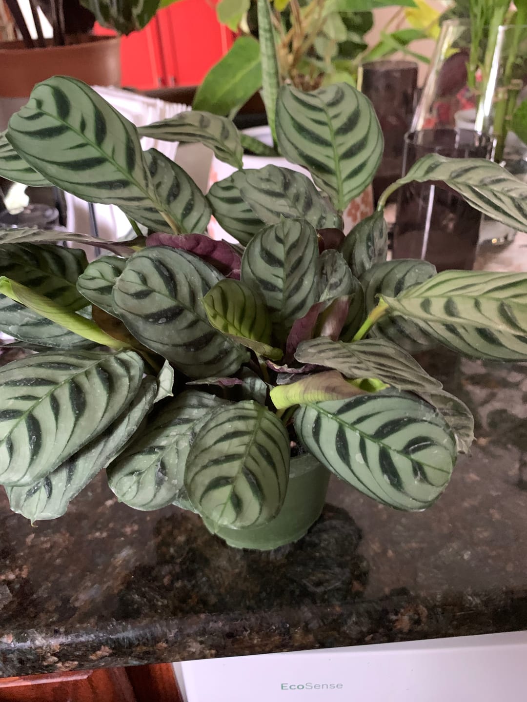 Customer photo review of Ctenanthe burle-marxii