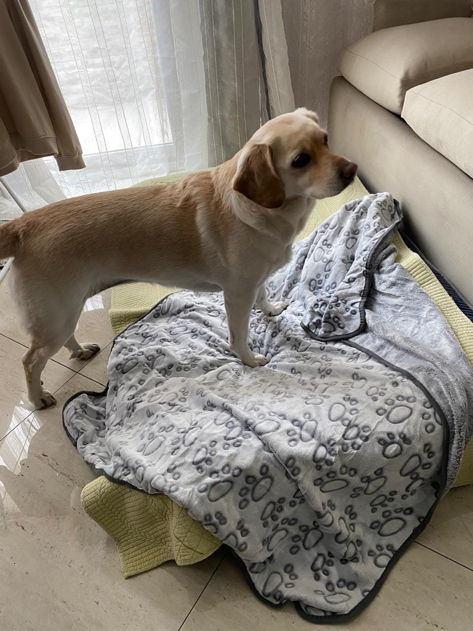 Customer photo review of Manta Suave THE DOGS