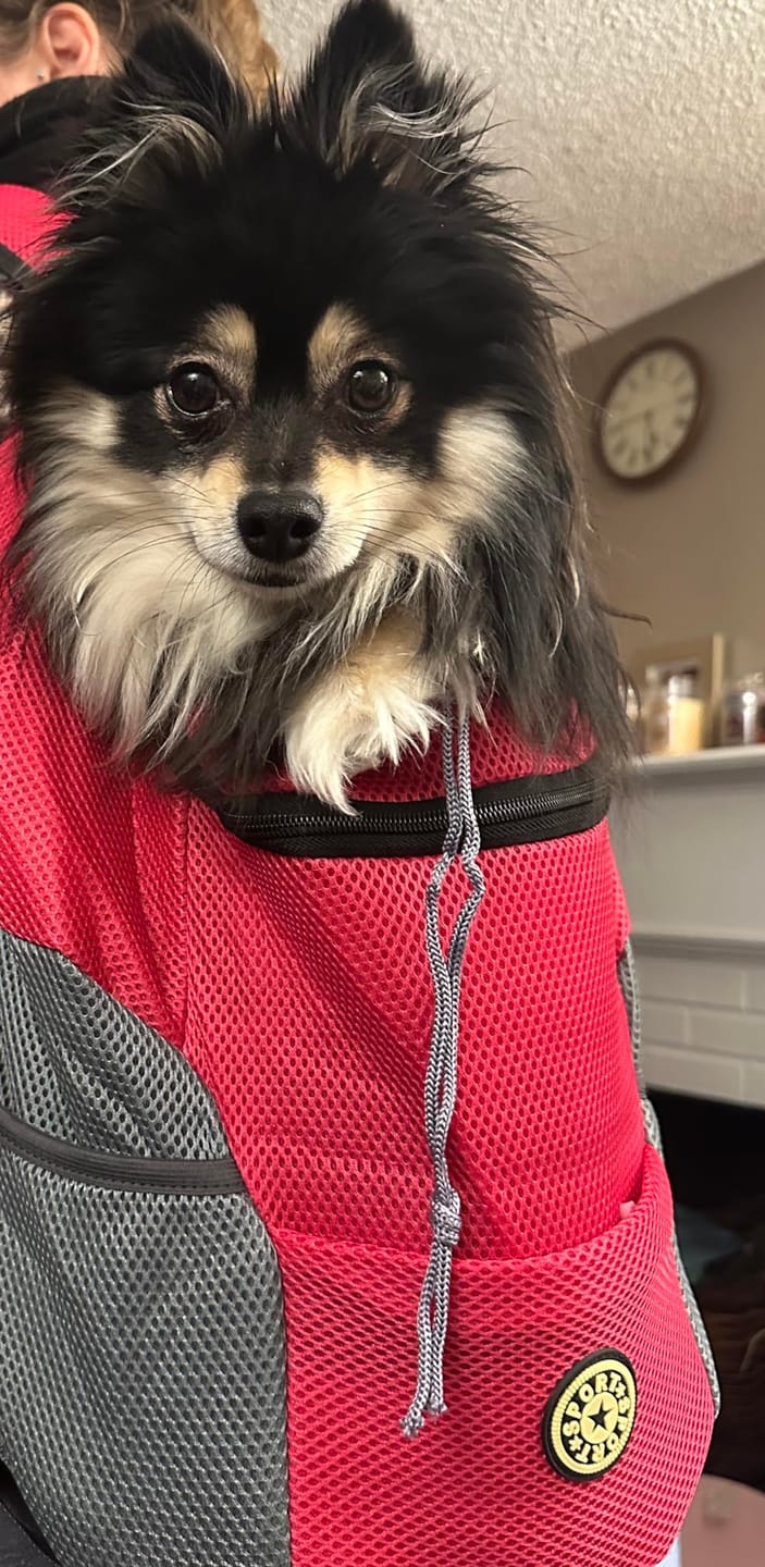 Customer photo review of The Voyager - Dog/Cat Backpack Carrier - For Small/Medium Pets