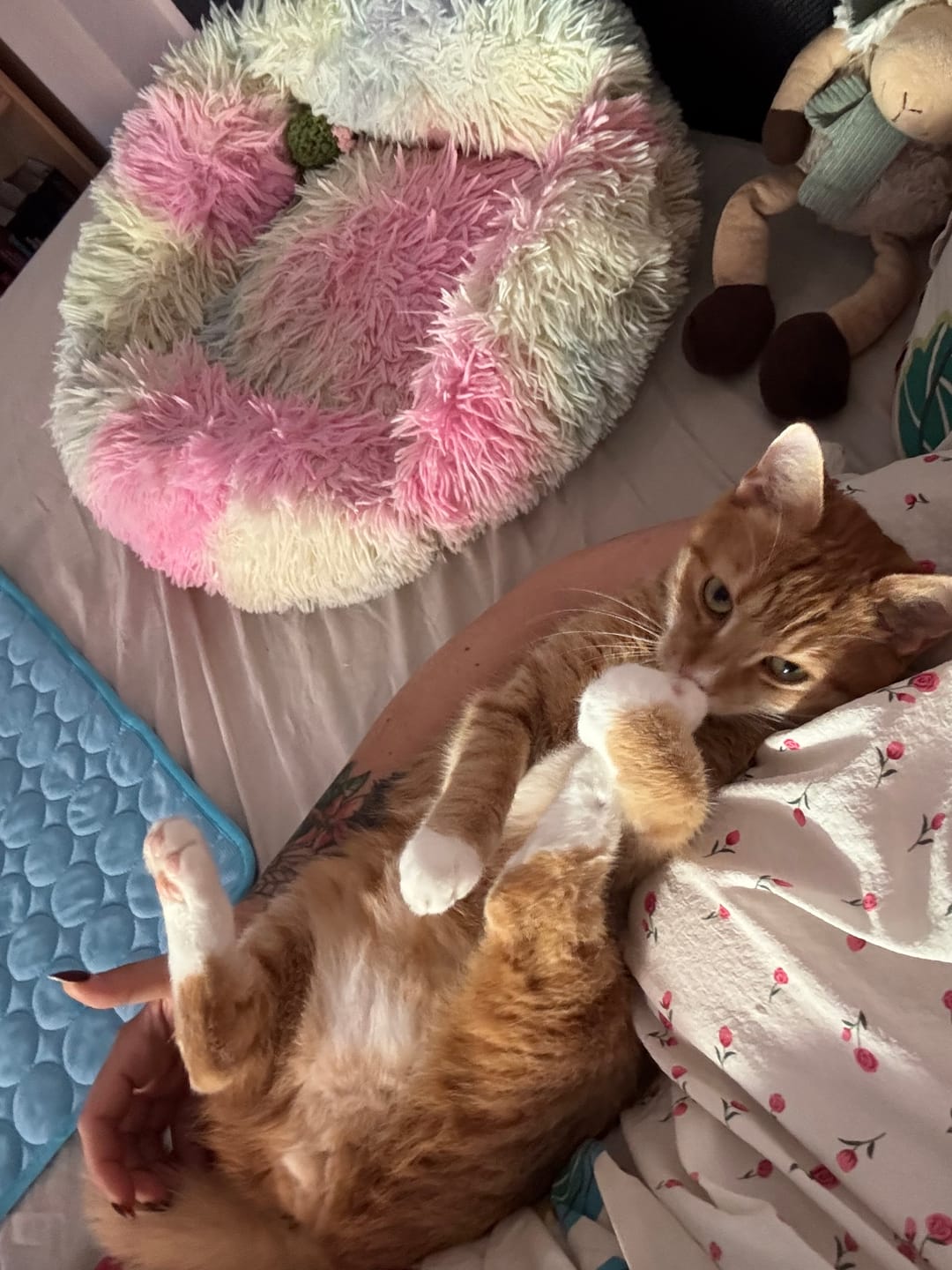 Customer photo review of Katzen Gesundheits Ratgeber von Majescats